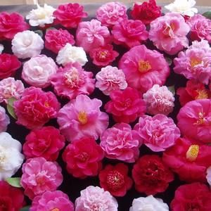 Meet your Posher, Suzan